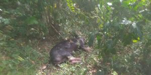 Continúan asegurando que cerdos mueren en masa en Hato Mayor