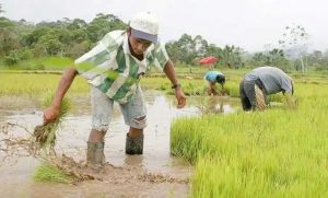 Productores de arroz denuncian que sector está en 