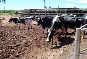 Ganaderos recuperan a tiros reses que serían llevadas hacia Haití