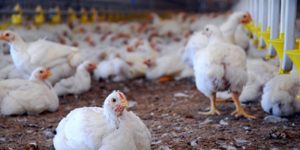RD produce 18.5 millones de pollos y 260 millones de huevos mensuales