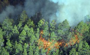 bomberos forestales