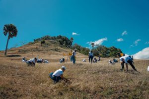 Es la primera jornada de reforestación que realiza este año la organización financiera, la cual alcanzó unas 50 tareas localizadas en la comunidad de Caobanico. 