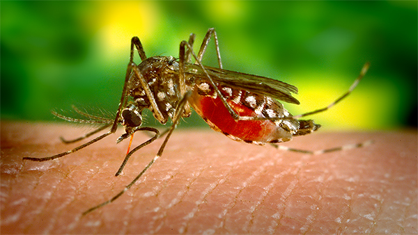 Según la Dirección de Epidemiológica, para esta fecha en el 2021 se habían reportado 518 infectados y 12 decesos de dengue.