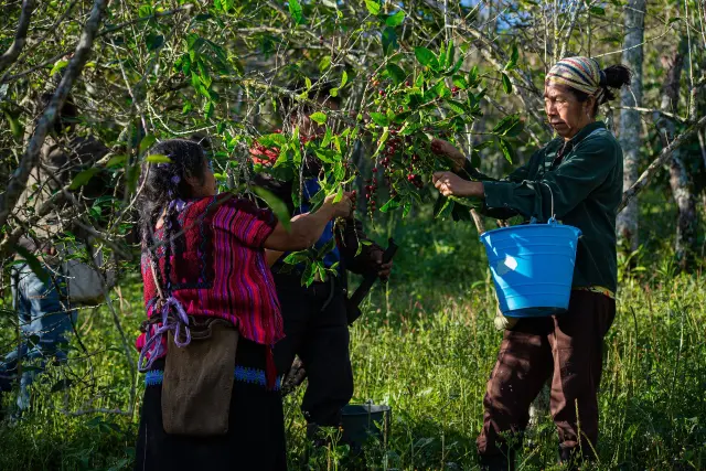 Beber café, un placer cada vez más costoso en América Latina