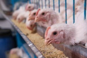 La capacidad instalada para producir ese tipo de ave, a nivel de estructura supera –posiblemente- los 35 millones de pies cuadrados y en eso se involucra a las reproductoras de pollos. 