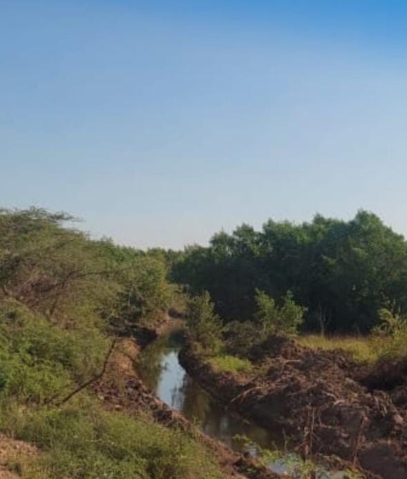 El daño al medio ambiente en esta área protegida se produce en momentos en que han surgido organizaciones con proyecto de ampliar y proteger los manglares.