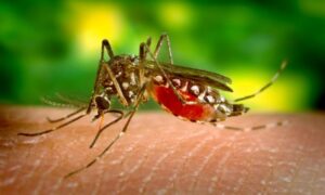 una-pequena-mutacion-puede-hacer-al-virus-del-zika-mas-peligroso