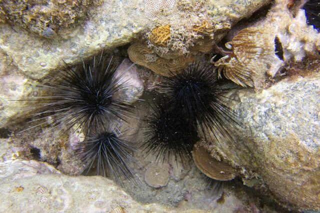 Los Diadema antillarum, también conocidos como erizos de espinas largas, son una de las especies más importantes en los arrecifes caribeños ya que remueven algas y abren espacios para el crecimiento de corales.