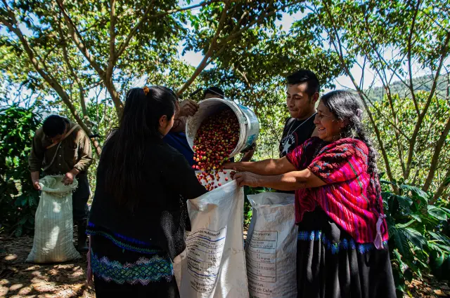 Beber café, un placer cada vez más costoso en América Latina