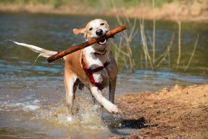 ¿Por qué los animales pueden presentir y anticipar las catástrofes?