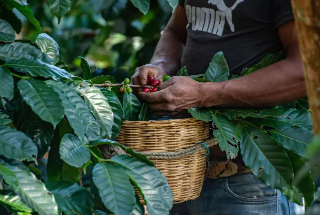 Beber café, un placer cada vez más costoso en América Latina