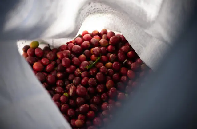 Beber café, un placer cada vez más costoso en América Latina