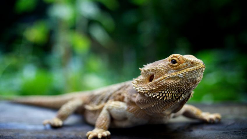 El 21 % de las especies de reptiles está en peligro de extinción