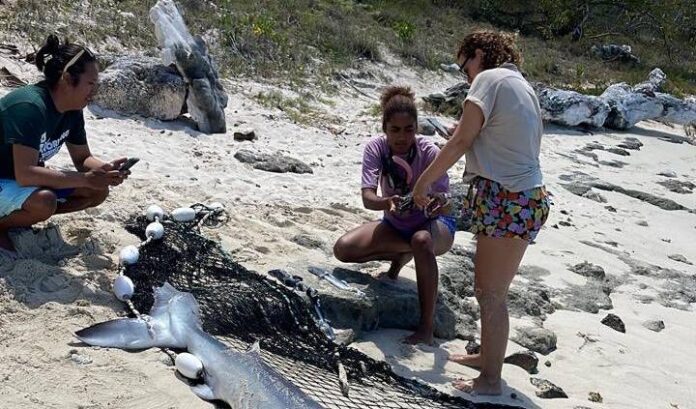 Lancha de turistas mata a un tiburón azul en playa Bayahíbe