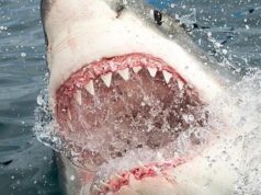 El tiburón blanco puede sumergirse a mil metros de profundidad, nadar hasta 25 kilómetros por hora, medir entre 5 y 7 metros de longitud
