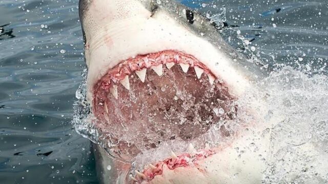 El tiburón blanco puede sumergirse a mil metros de profundidad, nadar hasta 25 kilómetros por hora, medir entre 5 y 7 metros de longitud