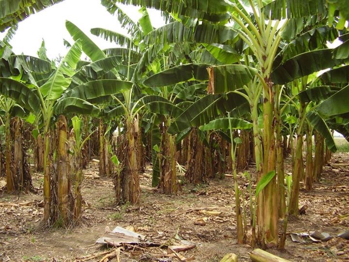 Agricultura va en auxilio de productores de plátanos afectados por tornado
