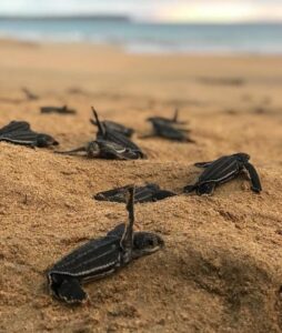 Las tinglar están llegando de dos a cuatro por noche a las playas Esmeralda, Limón y Celedonio.