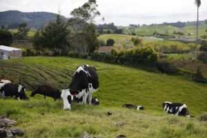 Latinoamérica logra aumentar producción de carne y bajar emisiones, según FAO