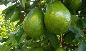 aguacate es uno de los principales frutos que se produce en la República Dominicana y ocupa el cuarto lugar en importancia de las frutas a nivel mundial debido a la superficie de siembra y a los volúmenes de la comercialización.