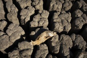 350.000 niños de África pueden morir este verano de desnutrición, según ONGs