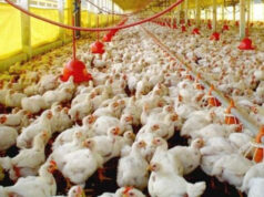 Gobierno destinará RD$ 700 millones para subsidiar la producción pollos
