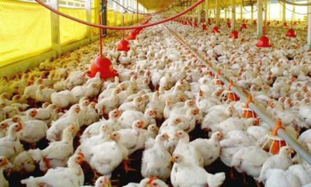 Gobierno destinará RD$ 700 millones para subsidiar la producción pollos