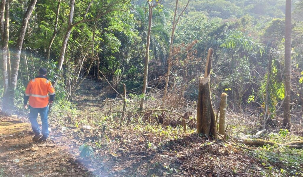 Proedemaren obtuvo medidas de coerción en contra de un hombre al que acusa de corte y destrucción de árboles en zonas frágiles